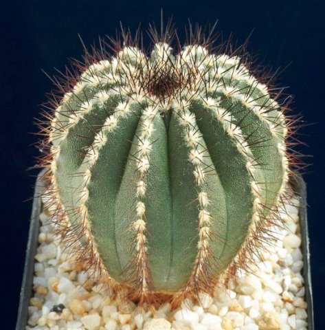 Uebelmannia_pseudopectinife